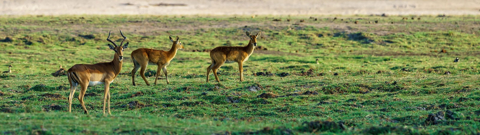 Kaziranga